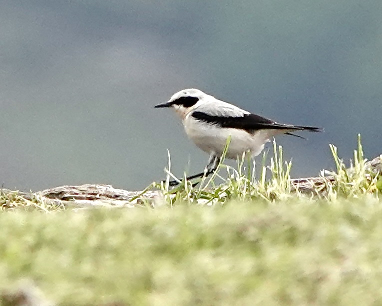 wheatear